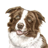 photo of Border Collie greetings card