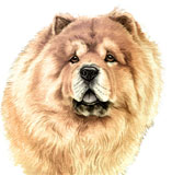 photo of Chow Chow greetings card AC-106