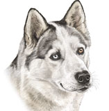 photo of Husky greetings card AC-110