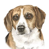 photo of Beagle greetings card