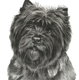 photo of Cairn Terrier pair greetings card