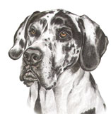 photo of Great Dane greetings card