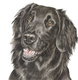 photo of Flat Coat Retriever AC-124 greetings card