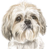 photo of Shih Tzu greetings card