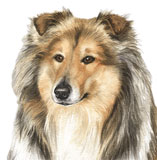 photo of Rough Collie greetings card