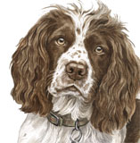 photo of Springer Spaniel greetings card