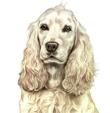 photo of Cocker Spaniel AC-142 greetings card