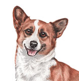 photo of Corgi greetings card