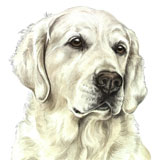 photo of Golden Retriever greetings card