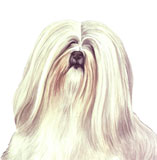 photo of Lhasa Apso greetings card