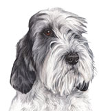 photo of Petit Basset Griffon Vendeen greetings card