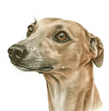 photo of Whippet greetings card AC-152