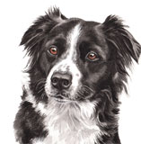photo of Border Collie Card AC-154