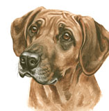 photo of Rhodesian Ridgeback greetings card