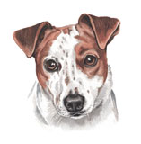 photo of Jack Russell greetings card