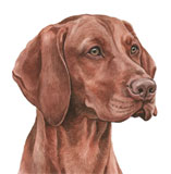 photo of Hungarian Vizsla AC157 greetings card