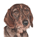 photo of WH Dachshund greetings card AC-159