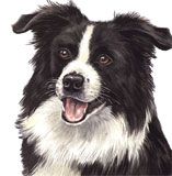 photo of border collie greetings card