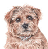 photo of Norfolk Terrier greetings card