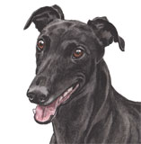 photo of Greyhound AC-163 greetings card