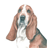 photo of Basset Hound greetings card