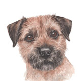 photo of Border Terrier greetings card