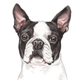 photo of Boston Terrier greetings card