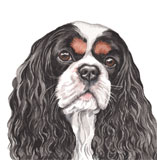 photo of Cavalier King Charles greetings card