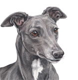 photo of Greyhound AC-171 greetings card