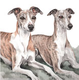 photo of Whippet Pair pair greetings card