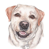 photo of Golden Labrador greetings card