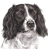 photo of Springer Spaniel greetings card