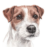 photo of Parson Jack Russell greetings card