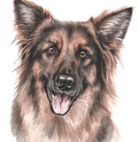 photo of German Shepherd greetings card