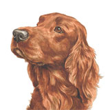 photo of Irish Setter greetings card