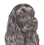 photo of Cocker Spaniel greetings card