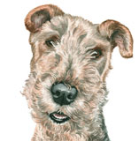 photo of Airedale Terrier Greetings Card AC-183