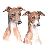 photo of Italian Greyhound greetings card