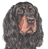 photo of Gordon Setter greetings card