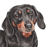 photo of Dachshund greetings card