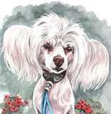 photo of Chinese Crested greetings card