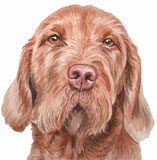 photo of Hungarian Wire Haired Vizsla 188 greetings card