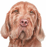 photo of WH Vizsla greetings card