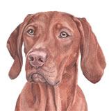 photo of Hungarian Vizsla greetings card