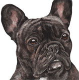 photo of French Bulldog greetings card