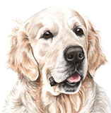 photo of border Golden Retriever greetings card AC-193