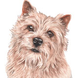 photo of Norwich Terrier greetings card