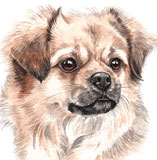 photo of Tibetan Spaniel greetings card