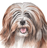 photo of Tibetan Terrier greetings card