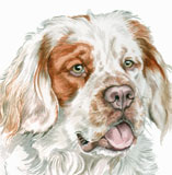 photo of Clumber Spaniel greetings card